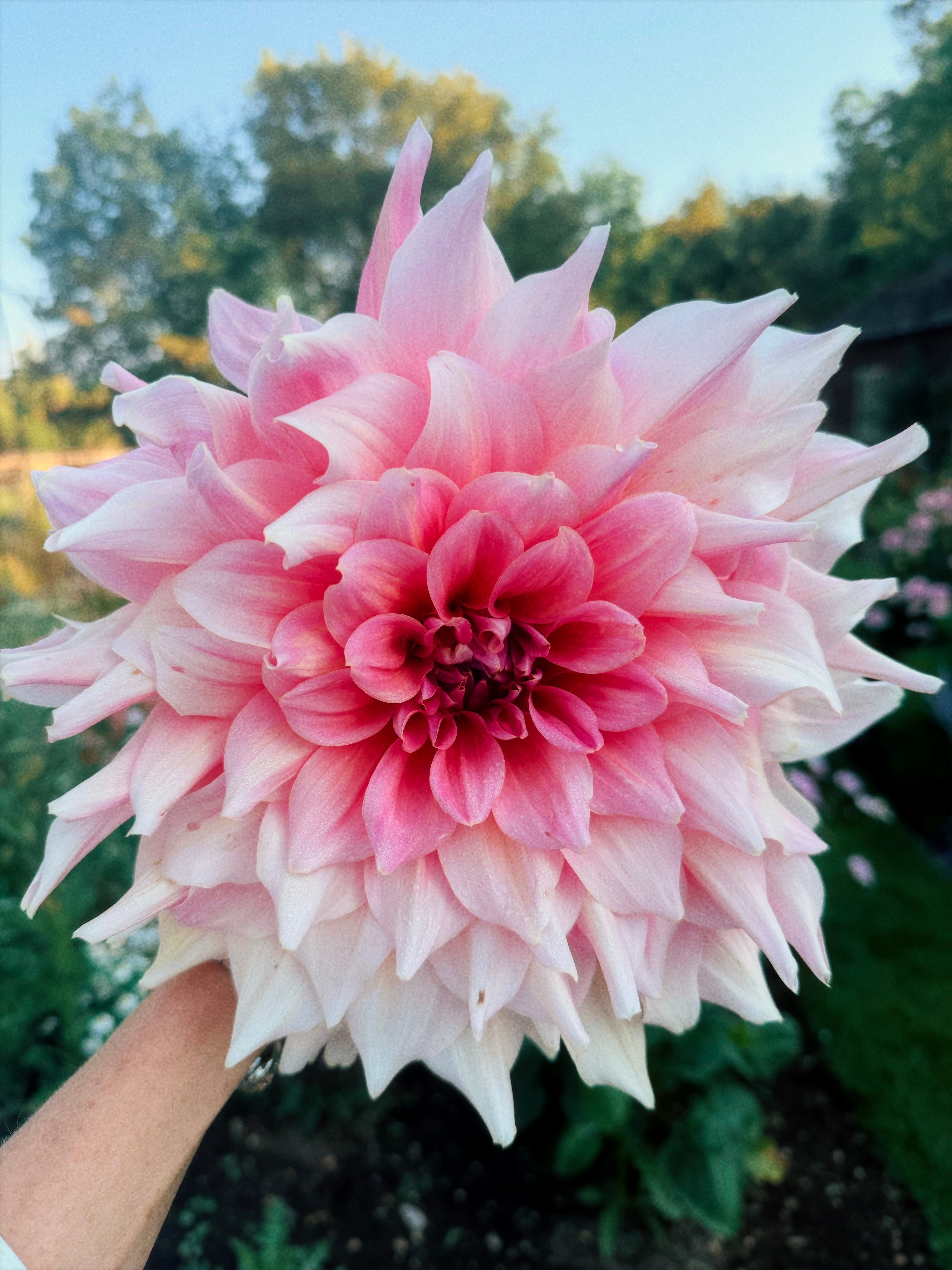 Dahlia's at Broadspear!