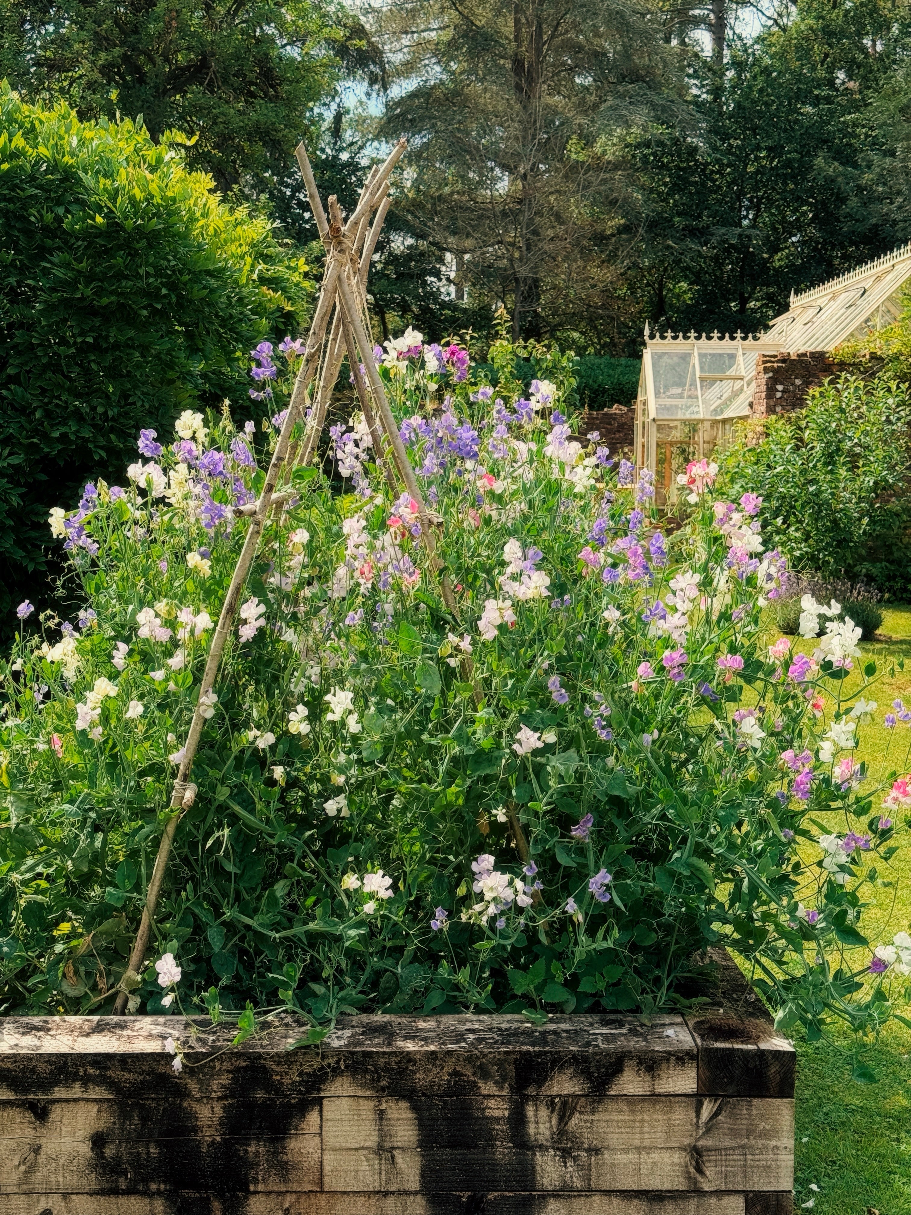 Sweet Pea Growing Tips