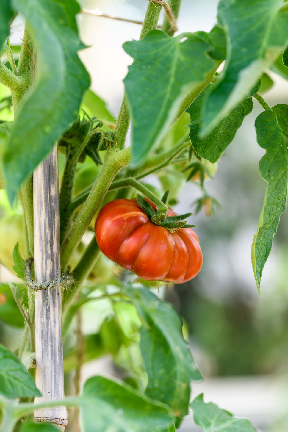 SEED TO SEEDLING: TOMATOES